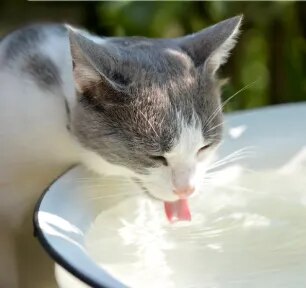 Why is your cat drinking lots of water