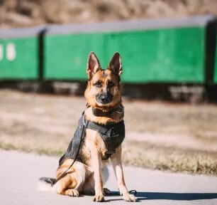 Working Dogs_Everything You Need to Know