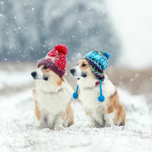 Hypothermia in Dogs: Symptoms and Treatment