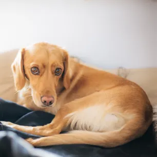 Pancreatitis in Dogs