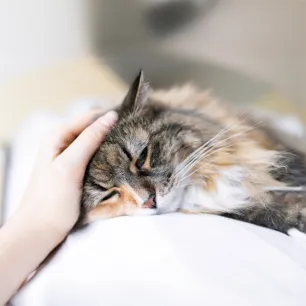 Pancreatitis in cats