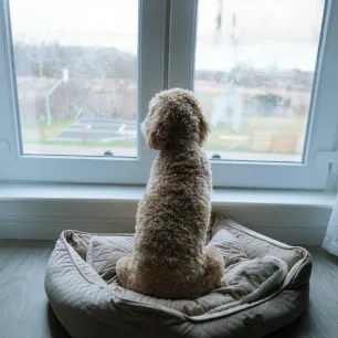 Puppy Separation Anxiety