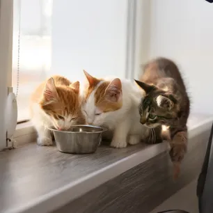 Wet or dry cat food?