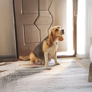 What Are the Signs of Dog Pregnancy?