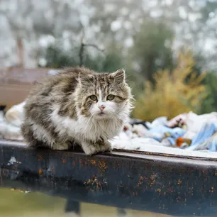 What to Do If You Find a Stray Cat?