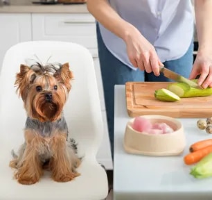 Can Dogs Live Off Homemade Dog Food?