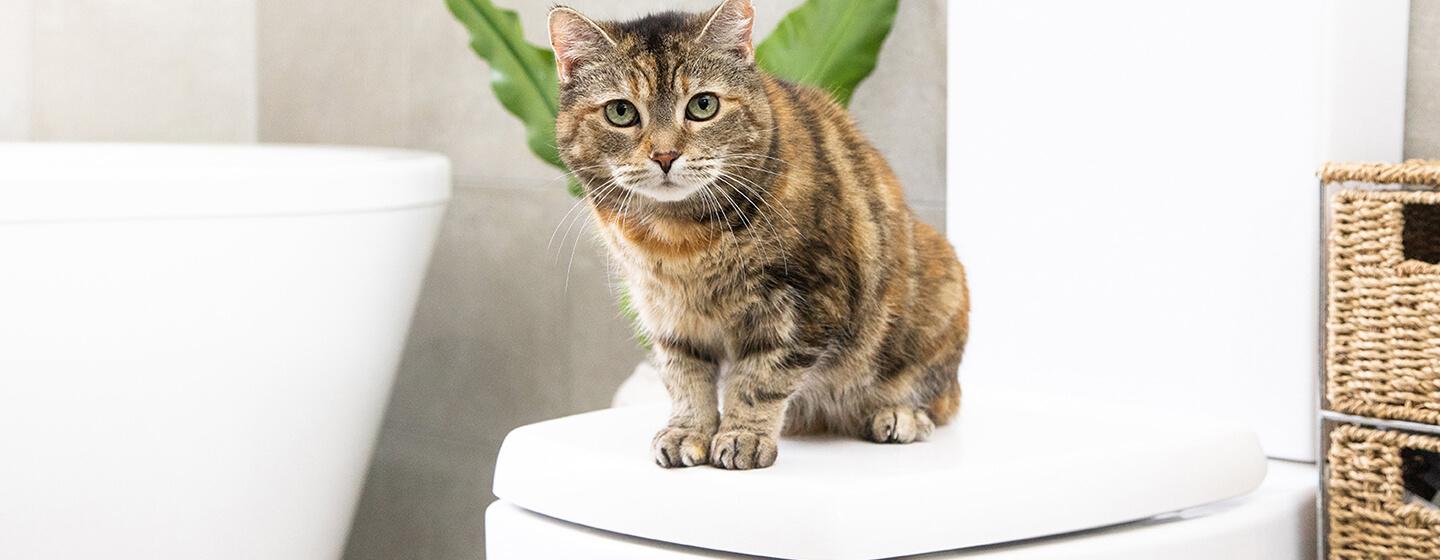 Bathing Cats: Everything You Need to Know