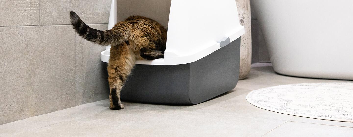 Blood in Cat Poo