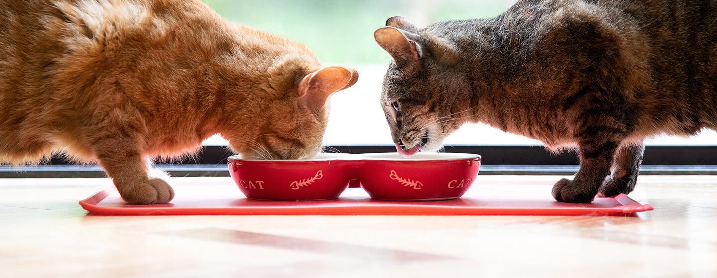 How to support your cat’s digestion