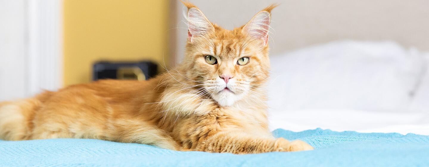Kidney Problems in Cats: Causes and Treatments