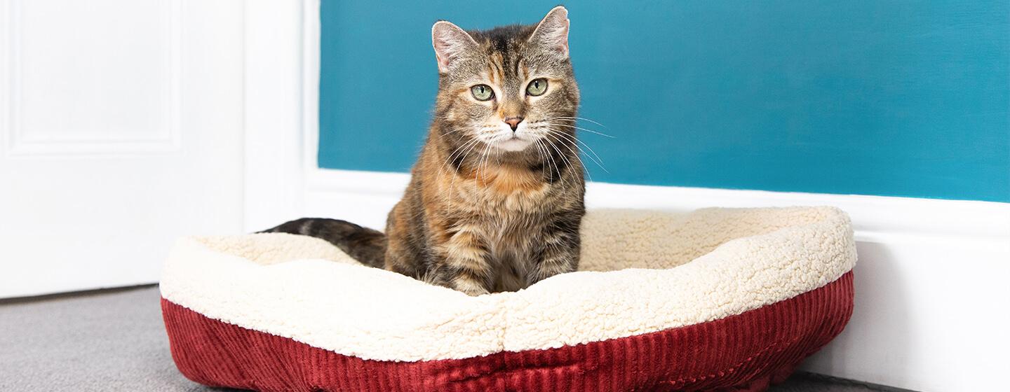 Best Cat Bed for Kittens: Choosing the Right One