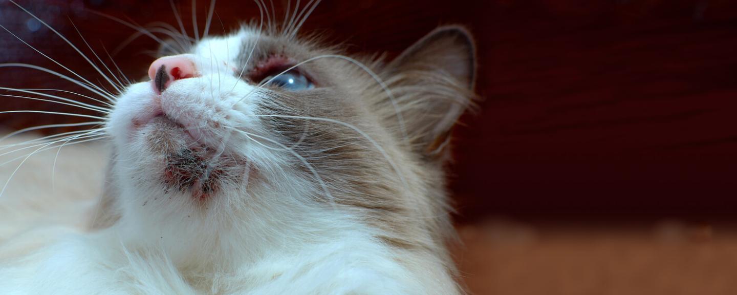 Cat Acne and How to Treat It