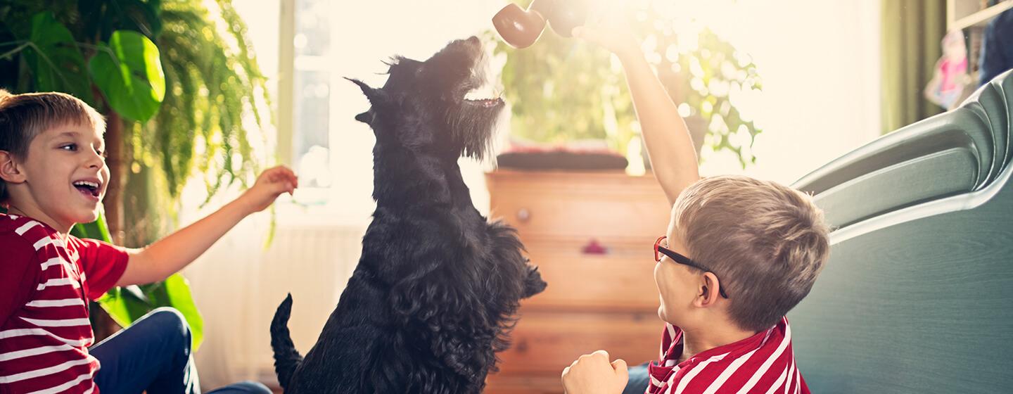 Best Dog Toys and Their Benefits for Dogs