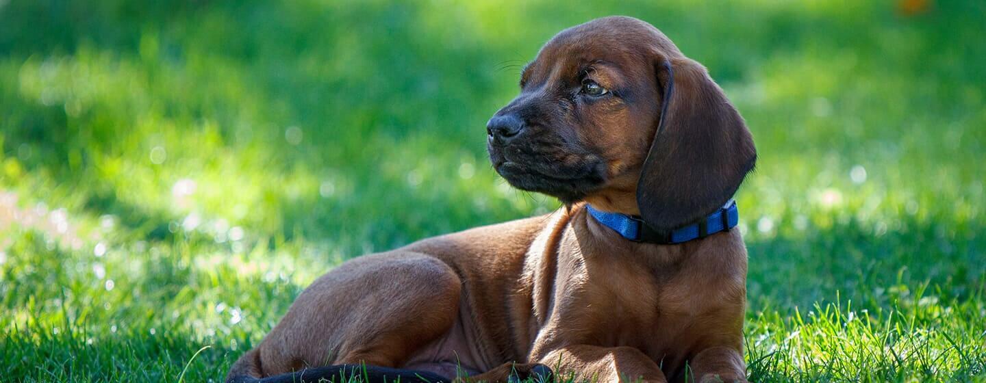 Worms in Dogs
