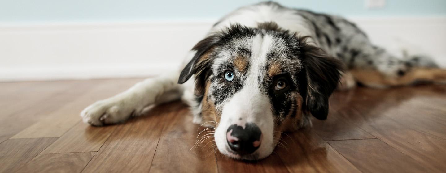 Colitis in Dogs: Symptoms and Treatment