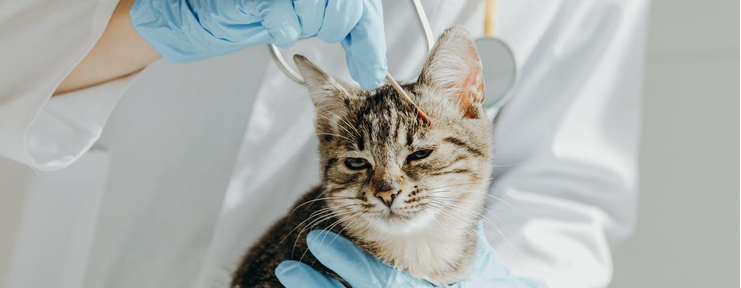Ringworm in Cats