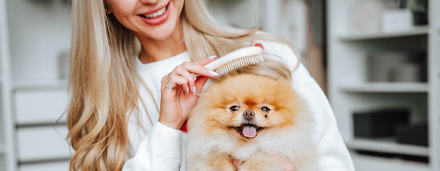 How to Groom a Dog