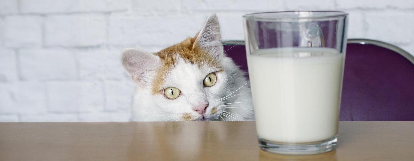 What Do Cats Drink