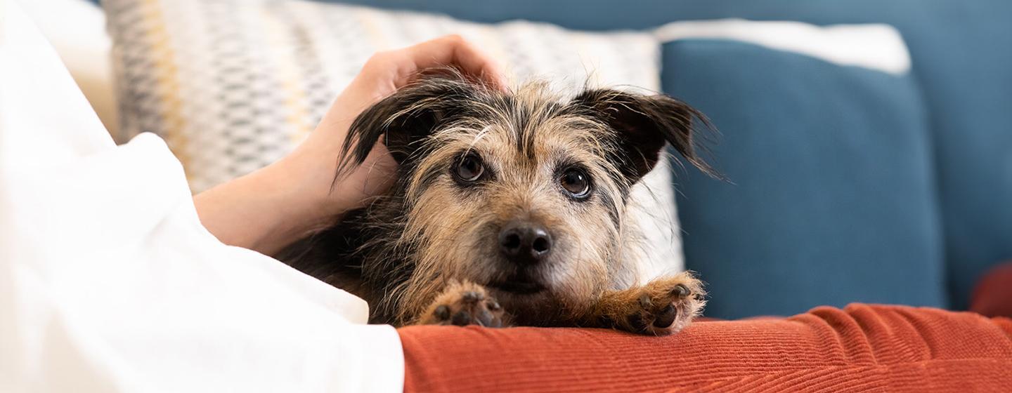 Arthritis in Dogs – Symptoms and Treatment