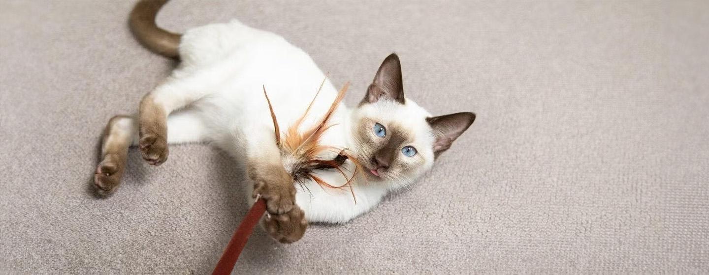 Bringing_a_Kitten_Home