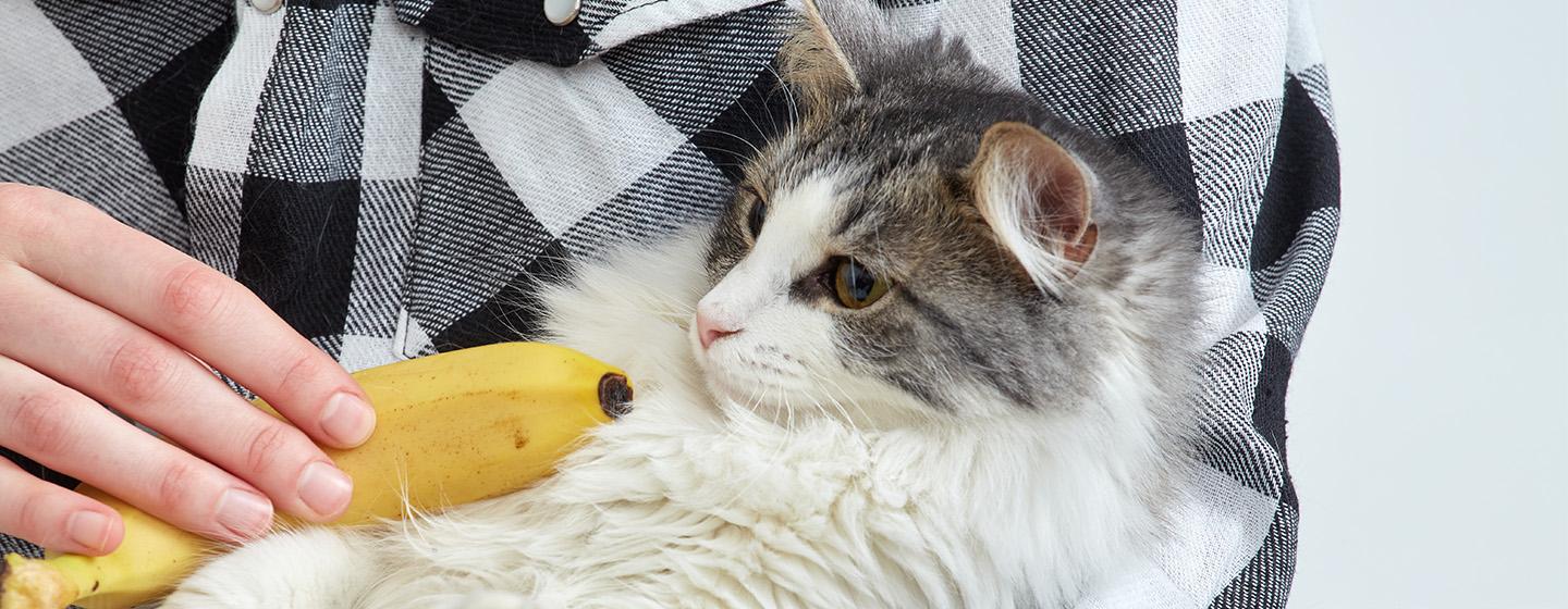 Can Cats Eat Bananas?