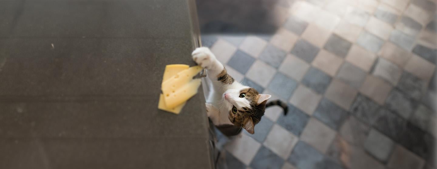 Can Cats Eat Cheese?
