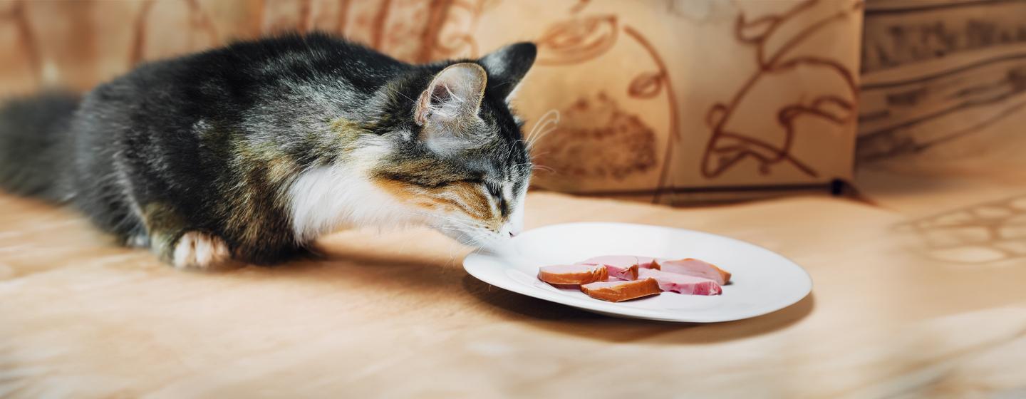 Can Cats Eat Ham?