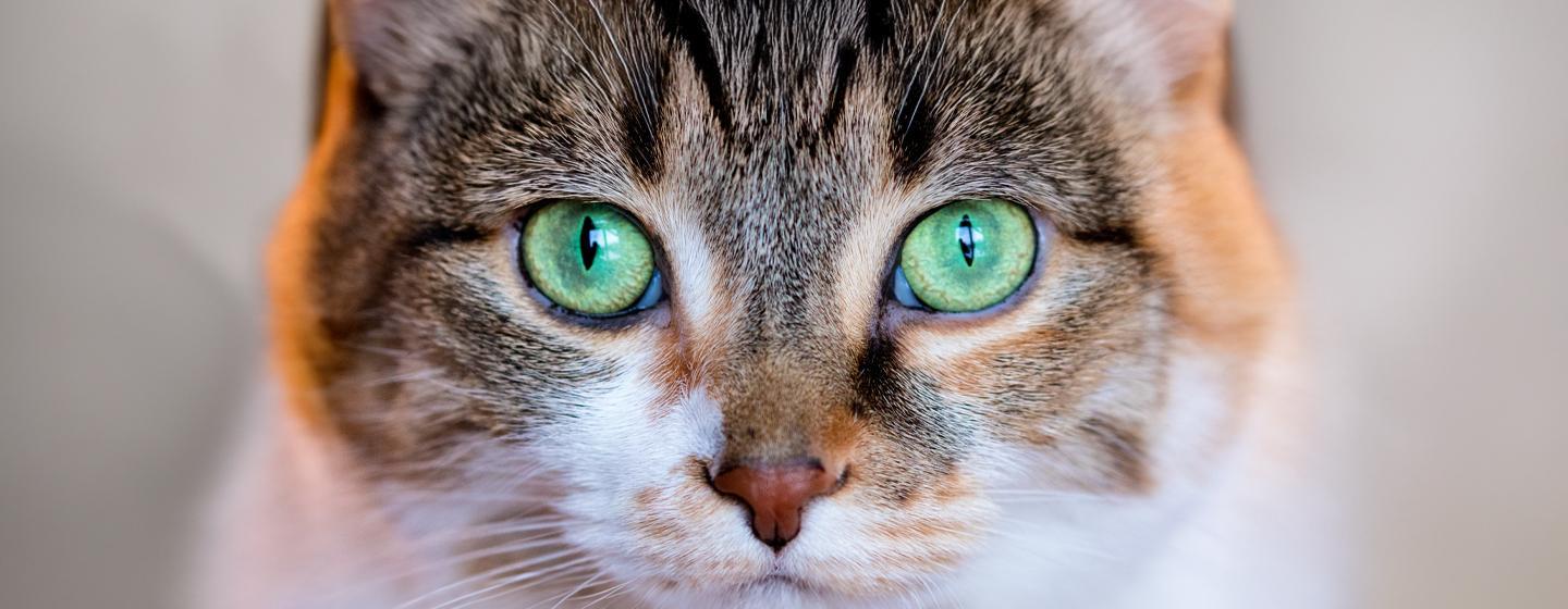 Can Cats See Colour?