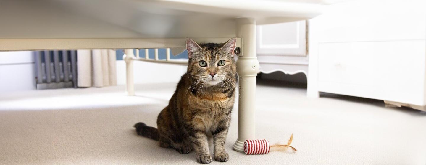 Can Cats See Ghosts?