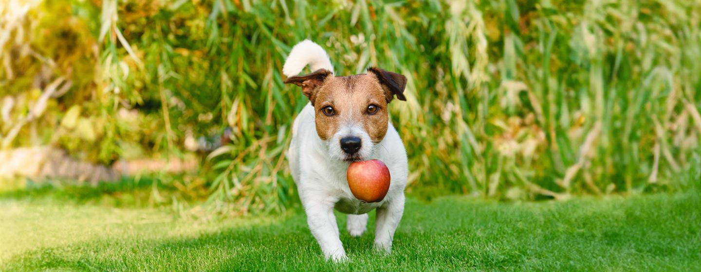 Can Dogs Eat Apple Sauce?