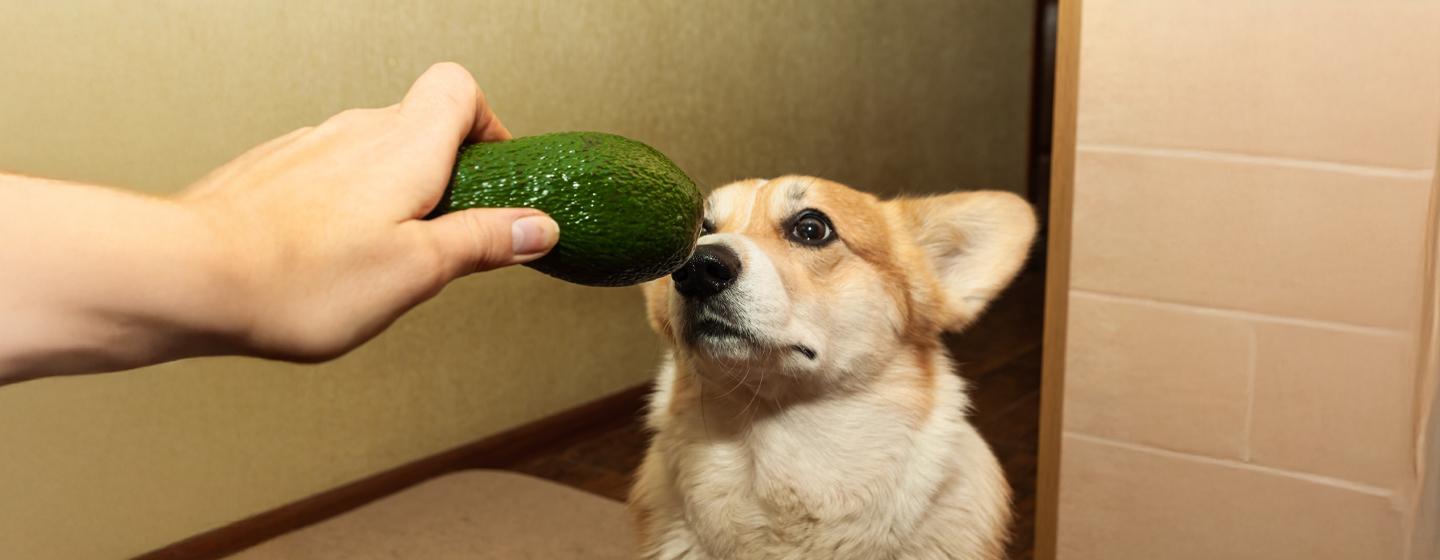 Can Dogs Eat Avocado?