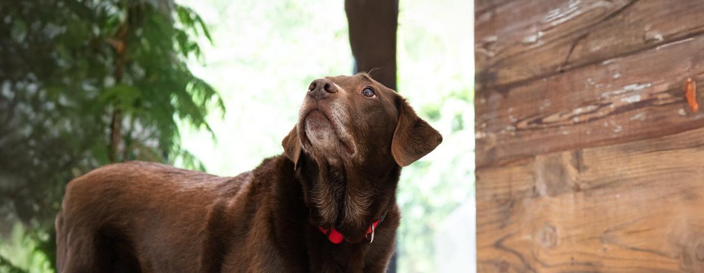 Can Dogs Eat Baked Beans?