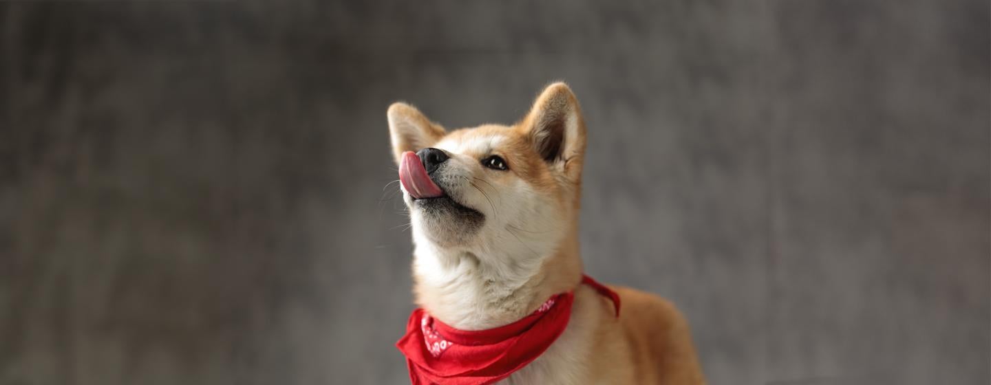 Can Dogs Eat Black Pudding?