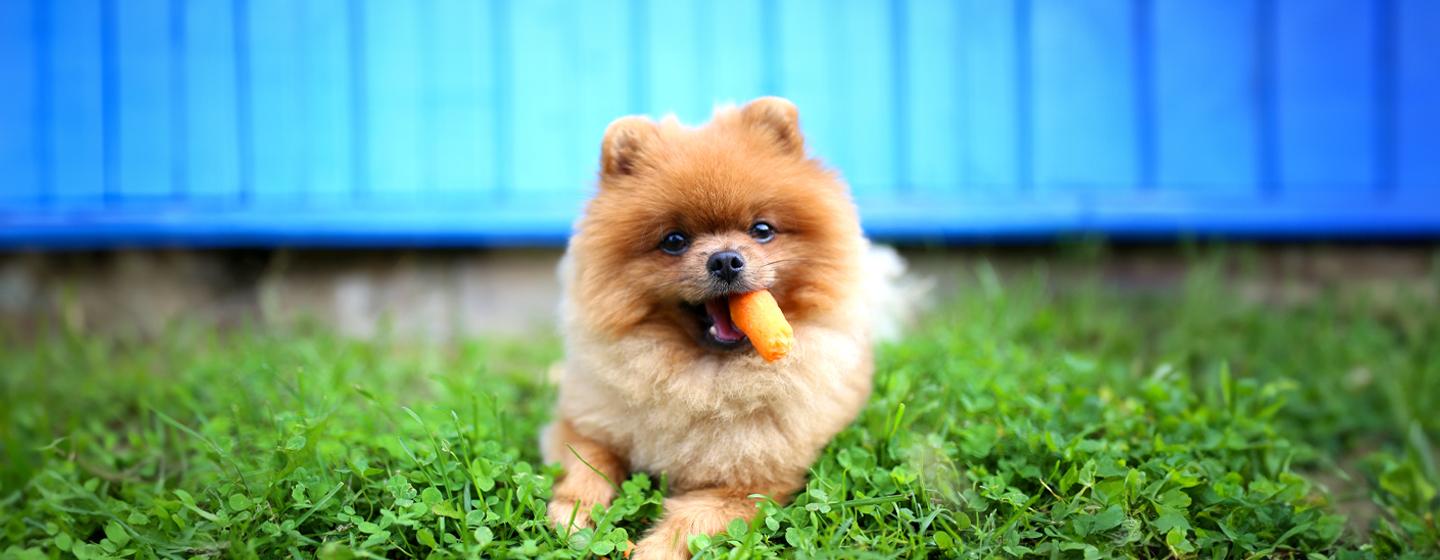 Can Dogs Eat Carrots?