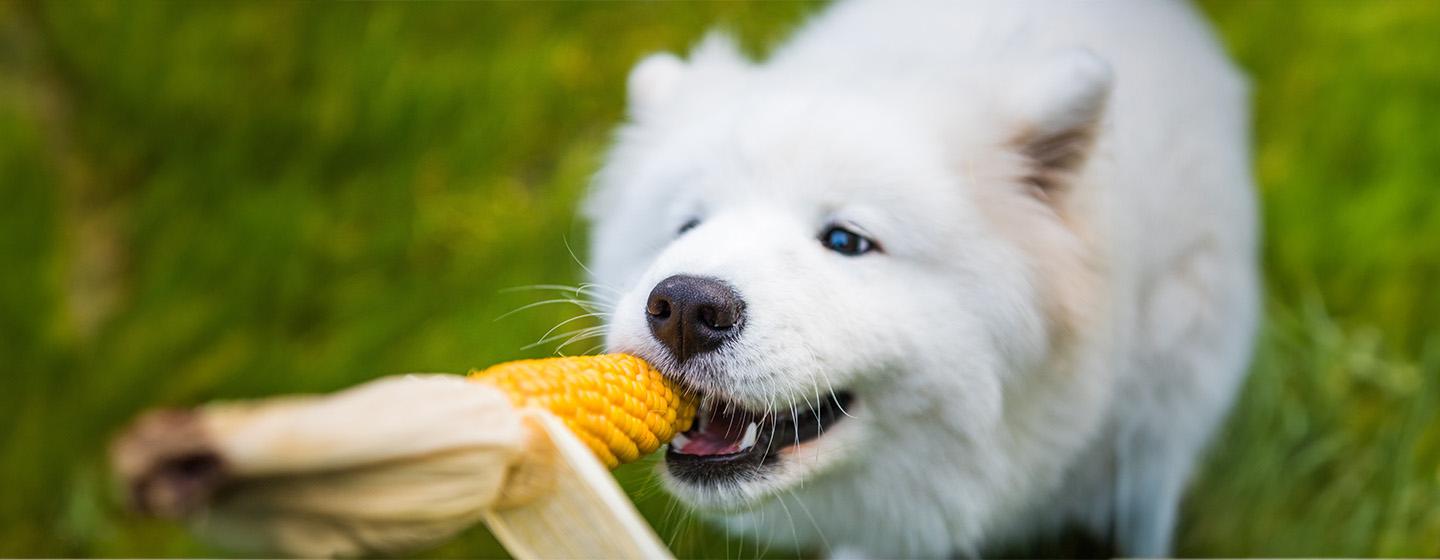 Can Dogs Eat Corn?