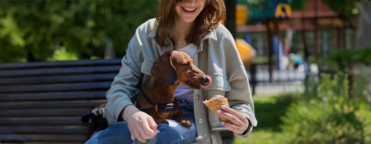 Can Dogs Eat Ice Cream?