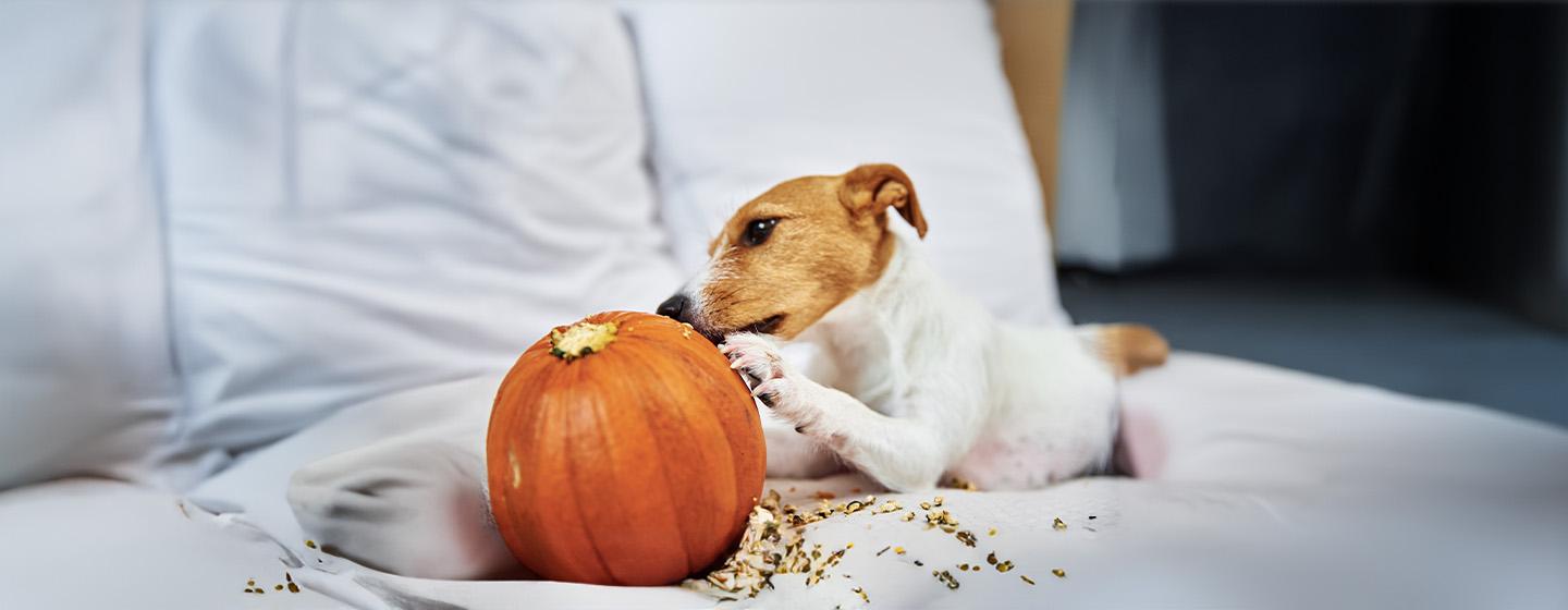 Can Dogs Eat Pumpkin?