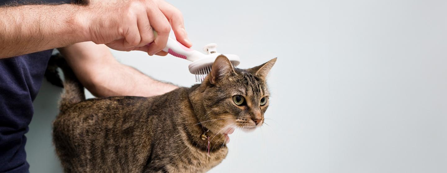 Cat Dandruff: Causes and Tips to Treat it