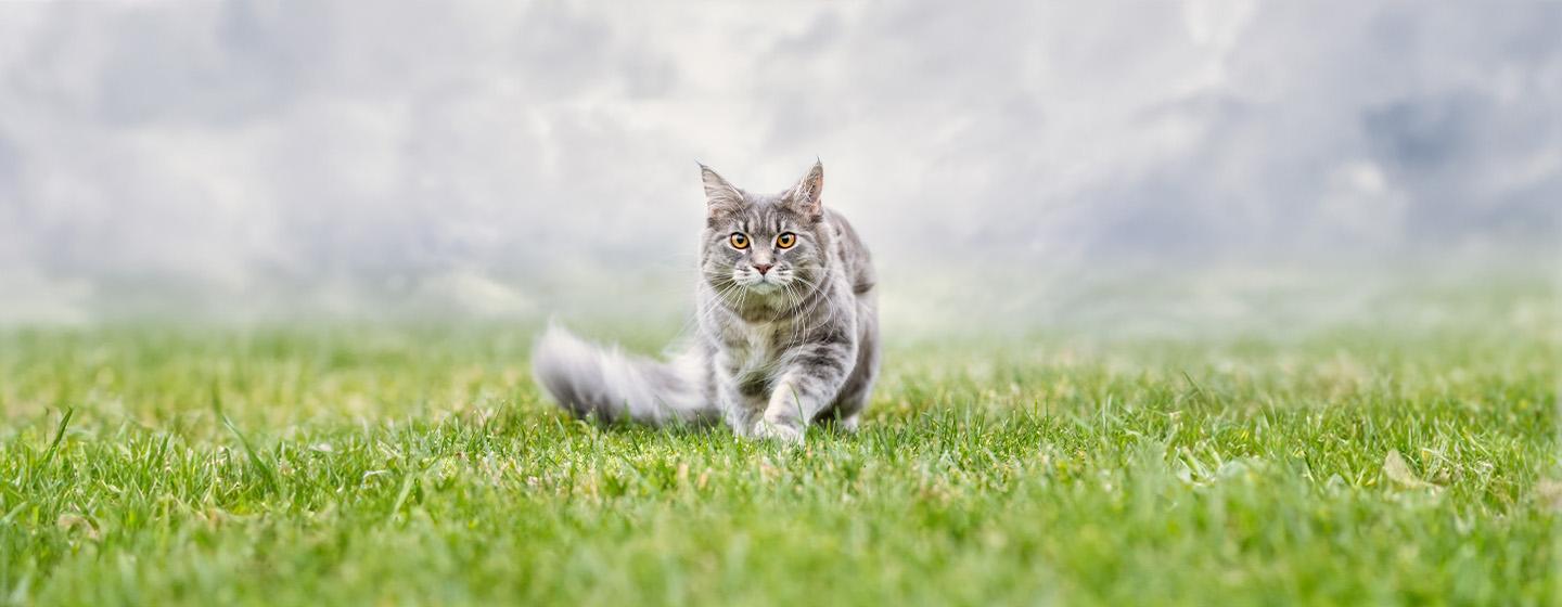 Cat Proofing Your Garden