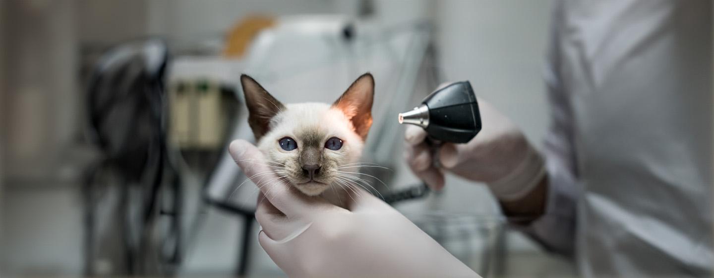 Cat mites: everything you need to know