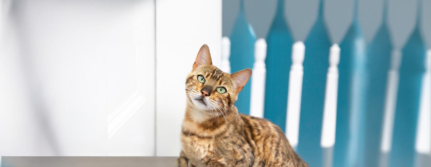 Do Cats Get Bored? The Tell-Tale Signs of Cat Boredom