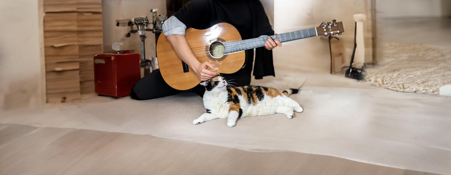 Do cats like music?