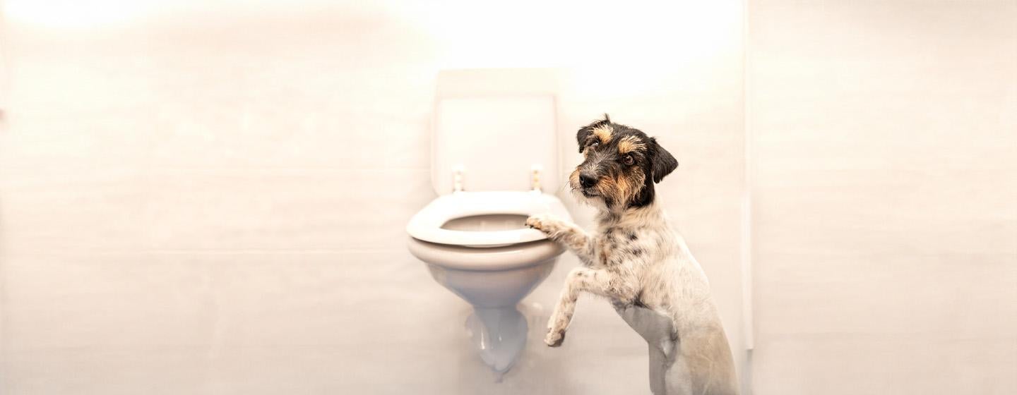 Dog Constipation: Everything You Need to Know
