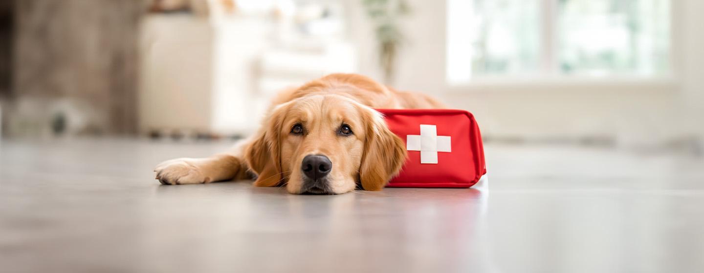 Dog First Aid Guide: What Owners Need to Know