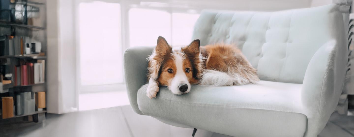 Dog Hackles: Why Do Dog’s Hairs Stand Up?