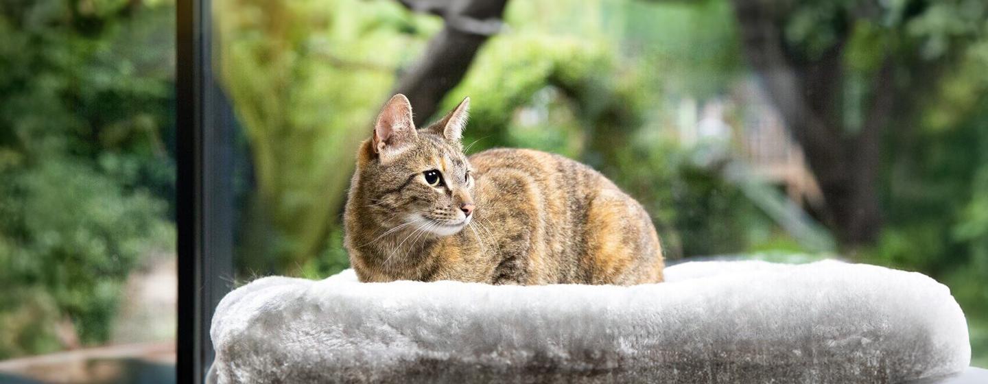 Essential Information for Breeding Cats