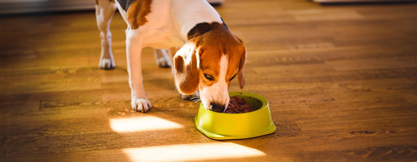 Feeding Your Adult Dog