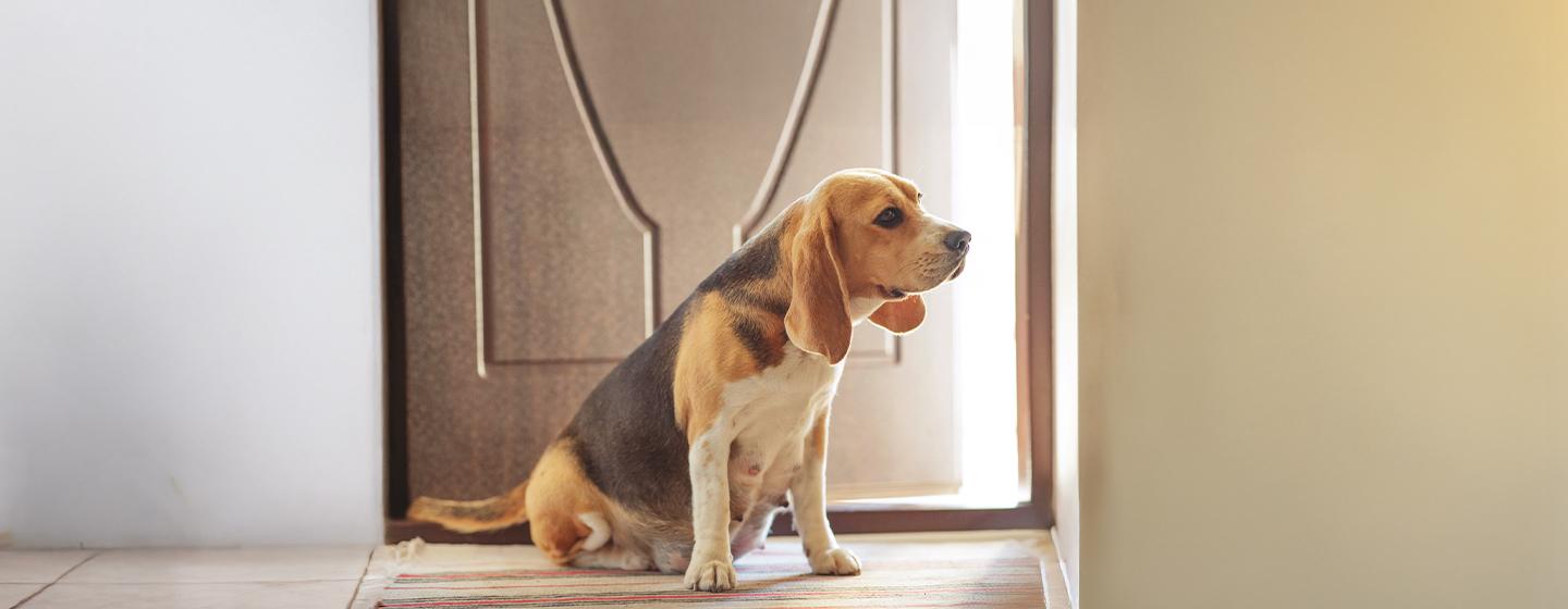 Feeding Your Dog During Pregnancy