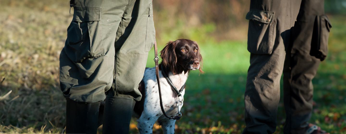 Gundogs: Everything You Need to Know