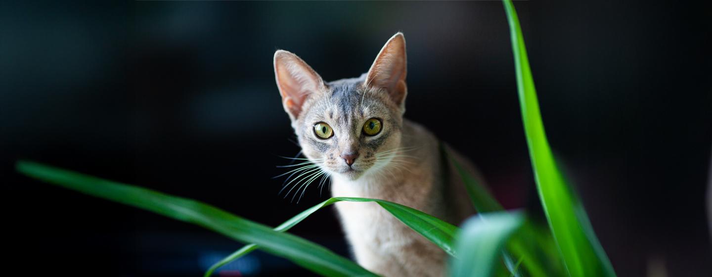 Harmful Substances and Poisonous Foods for Cats